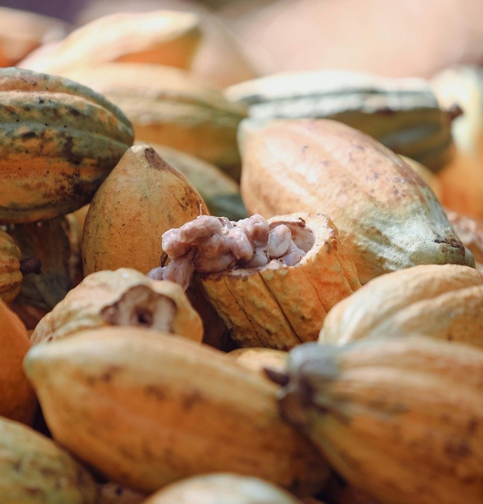 ZEF Foodmonitor – Digitale Frühwarnplattform für Ernährungssicherheit
